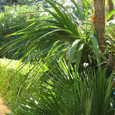 特里雅斯特酒店 酒店 西尼加利亚